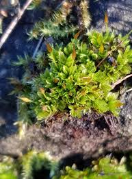 Attēlu rezultāti vaicājumam “Tortula subulata sporophyte”