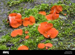 Attēlu rezultāti vaicājumam “Melastiza chateri”