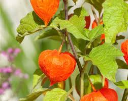 Image result for Lampionblume