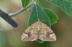 Attēlu rezultāti vaicājumam “Eulithis populata”