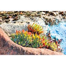 Image result for echtes Hauswurz