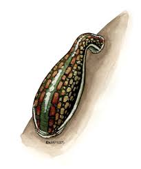 Attēlu rezultāti vaicājumam “Hirudinea”