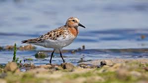 Image result for Calidris ruficollis