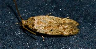 Attēlu rezultāti vaicājumam “Oecophoridae”