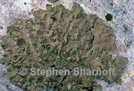 Attēlu rezultāti vaicājumam “Melanohalea olivacea”