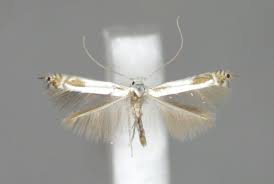 Attēlu rezultāti vaicājumam “Lyonetiidae”