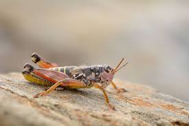 Attēlu rezultāti vaicājumam “Podisma pedestris”