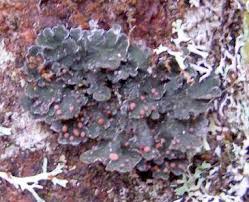 Attēlu rezultāti vaicājumam “Lamproderma elasticum”