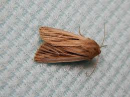 Attēlu rezultāti vaicājumam “Leucania comma”