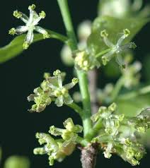 Attēlu rezultāti vaicājumam “Xylita laevigata”