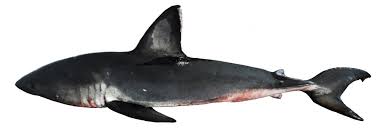 Image result for Lamna ditropis