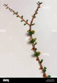 Attēlu rezultāti vaicājumam “Larix kaempferi female flower”