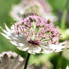 Attēlu rezultāti vaicājumam “Astrantia major flower”