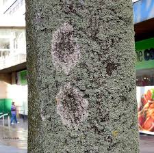 Attēlu rezultāti vaicājumam “Athelia arachnoidea”