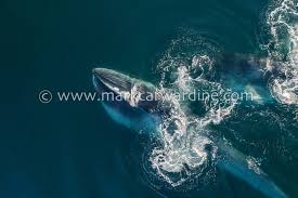 Image result for Balaenoptera physalus