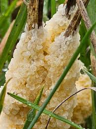 Attēlu rezultāti vaicājumam “Didymium spongiosum spores”