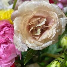 Attēlu rezultāti vaicājumam “Ranunculus elatior flower”