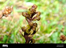 Attēlu rezultāti vaicājumam “Dactylorhiza maculata bud”