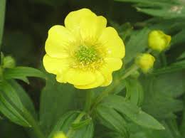 Attēlu rezultāti vaicājumam “Ranunculus acris fruit”