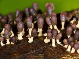 Attēlu rezultāti vaicājumam “Diachea leucopodia”