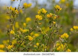 Attēlu rezultāti vaicājumam “Medicago sativa subsp. falcata leaf”