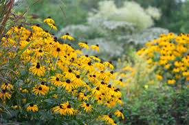 Image result for Rudbeckia fulgida