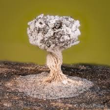 Attēlu rezultāti vaicājumam “Didymium crustaceum macro”