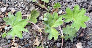 Attēlu rezultāti vaicājumam “Alchemilla vulgaris aggr. leaf”