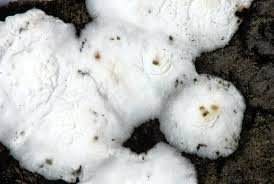 Attēlu rezultāti vaicājumam “Plicatura nivea”