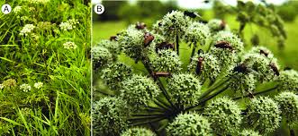 Attēlu rezultāti vaicājumam “Angelica sylvestris flower”