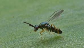 Attēlu rezultāti vaicājumam “Diastrophus rubi”