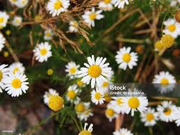 Image result for Matricaria recutita (chamomilla)
