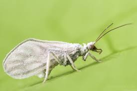 Attēlu rezultāti vaicājumam “Coniopterygidae”