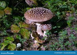 Attēlu rezultāti vaicājumam “Amanita regalis”