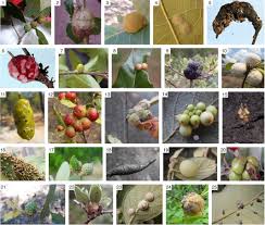 Attēlu rezultāti vaicājumam “Cynipidae”