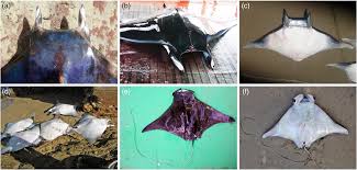 Image result for Myliobatis freminvillei