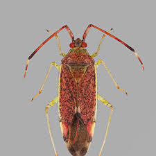 Attēlu rezultāti vaicājumam “Pantilius tunicatus”