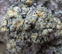 Attēlu rezultāti vaicājumam “Cliostomum corrugatum”