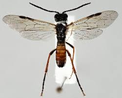 Attēlu rezultāti vaicājumam “Tenthredo mandibularis”