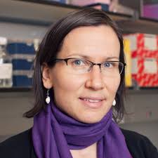 Image result for vogel