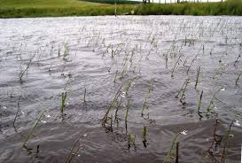 Attēlu rezultāti vaicājumam “Lobelia dortmanna flower”