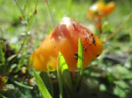 Attēlu rezultāti vaicājumam “Hygrocybe acutoconica”