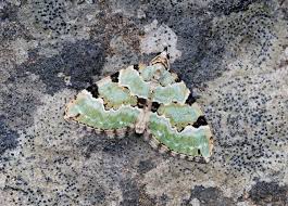 Attēlu rezultāti vaicājumam “Colostygia pectinataria”