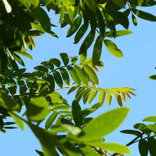 Attēlu rezultāti vaicājumam “Pterocarya fraxinifolia leaf”