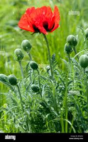 Attēlu rezultāti vaicājumam “Papaver orientale  flower”