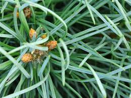 Attēlu rezultāti vaicājumam “Psithyrus sylvestris”