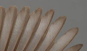 Attēlu rezultāti vaicājumam “Sylvia curruca adult”