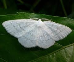 Attēlu rezultāti vaicājumam “Cabera pusaria”