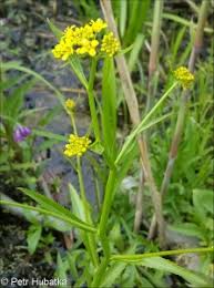 Attēlu rezultāti vaicājumam “Rorippa amphibia leaf”