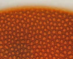 Attēlu rezultāti vaicājumam “Diderma subviridifuscum var. macrospora* spores”